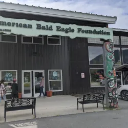American Bald Eagle Foundation - Haines