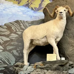 American Bald Eagle Foundation - Haines