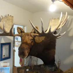 American Bald Eagle Foundation - Haines