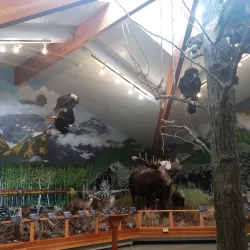 American Bald Eagle Foundation - Haines