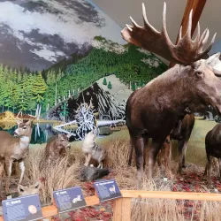 American Bald Eagle Foundation - Haines