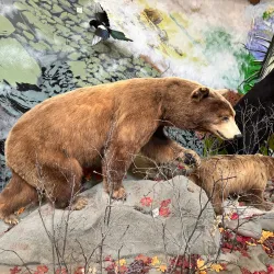 American Bald Eagle Foundation - Haines