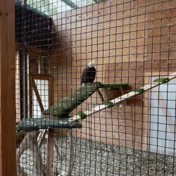 American Bald Eagle Foundation - Haines