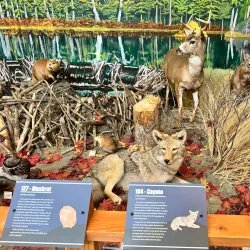 American Bald Eagle Foundation - Haines