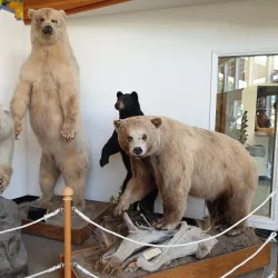 American Bald Eagle Foundation - Haines