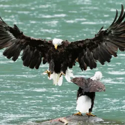 Chilkat Bald Eagle Preserve - Haines