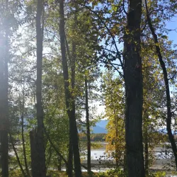 Chilkat Bald Eagle Preserve - Haines