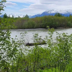 Chilkat Bald Eagle Preserve - Haines