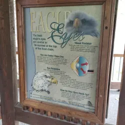 Chilkat Bald Eagle Preserve - Haines