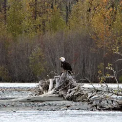 Chilkat Bald Eagle Preserve - Haines