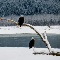 Chilkat Bald Eagle Preserve - Haines