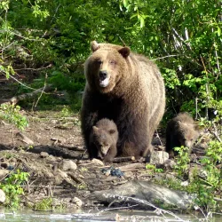 Chilkat River - Haines