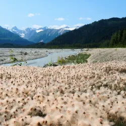 Chilkat River - Haines
