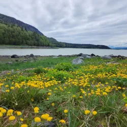 Chilkat State Park - Haines