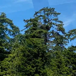 Haines Brewing Company - Haines