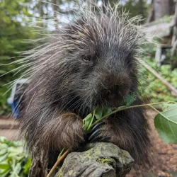 Kroschel Films Wildlife Center - Haines