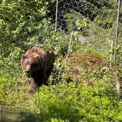 Kroschel Films Wildlife Center - Haines