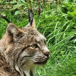 Kroschel Films Wildlife Center - Haines