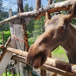 Kroschel Films Wildlife Center - Haines