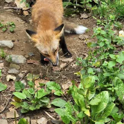 Kroschel Films Wildlife Center - Haines