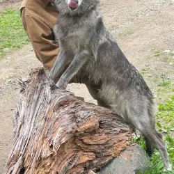 Kroschel Films Wildlife Center - Haines