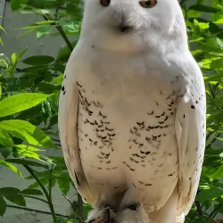 Kroschel Films Wildlife Center - Haines