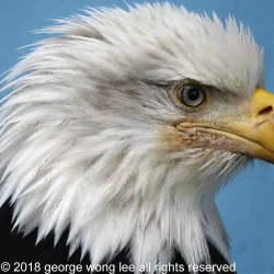 Alaska Raptor Center - Juneau