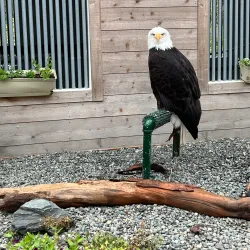 Alaska Rainforest Sanctuary - Ketchikan