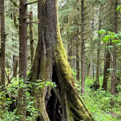 Alaska Rainforest Sanctuary - Ketchikan
