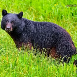 Alaska Rainforest Sanctuary - Ketchikan
