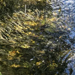 Creek Street - Ketchikan