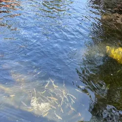 Creek Street - Ketchikan