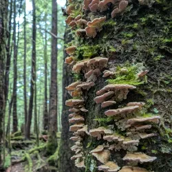 Rainbird Art Museum - Ketchikan