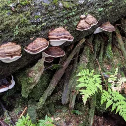 Rainbird Art Museum - Ketchikan