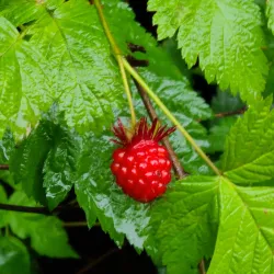 Rainbird Art Museum - Ketchikan