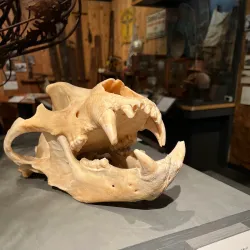 Tongass Historical Museum - Ketchikan