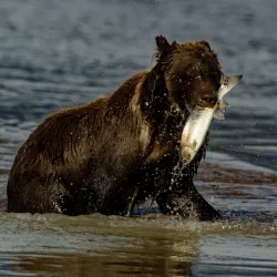 Alaska Coastal Wildlife Viewing - Ninilchik
