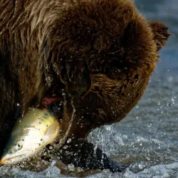 Alaska Coastal Wildlife Viewing - Ninilchik