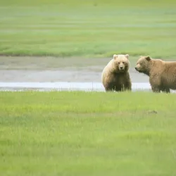 Alaska Coastal Wildlife Viewing - Ninilchik