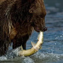 Alaska Coastal Wildlife Viewing - Ninilchik