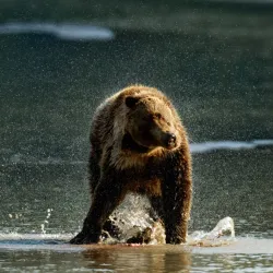 Alaska Coastal Wildlife Viewing - Ninilchik