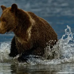 Alaska Coastal Wildlife Viewing - Ninilchik