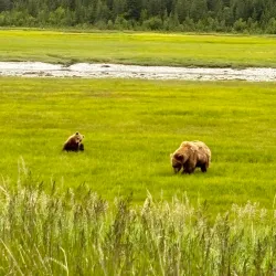 Kenai Peninsula Fishing Charters - Ninilchik