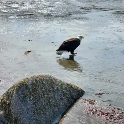 Ninilchik Glacier (nearby) - Ninilchik