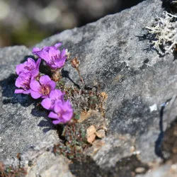 Anvil Mountain - Nome