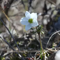 Anvil Mountain - Nome