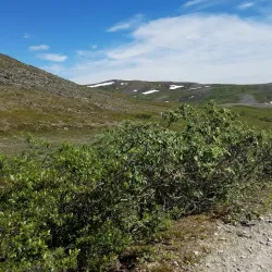 Anvil Mountain - Nome