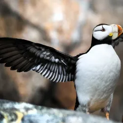 Alaska SeaLife Center - Seward