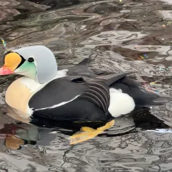 Alaska SeaLife Center - Seward
