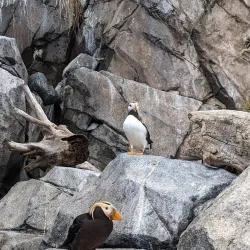 Alaska SeaLife Center - Seward